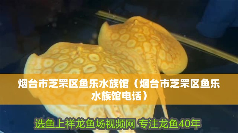 煙臺市芝罘區魚樂水族館(煙臺市芝罘區魚樂水族館電話) 全國水族館企業名錄 第2張 煙臺市芝罘區魚樂水族館(煙臺市芝罘區魚樂水族館電話) 煙臺市芝罘區魚樂水族館(煙臺市芝罘區魚樂水族館電話) 全國水族館企業名錄 第2張
