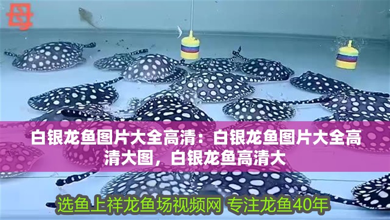 白銀龍魚圖片大全高清：白銀龍魚圖片大全高清大圖，白銀龍魚高清大 白銀龍魚圖片大全高清：白銀龍魚圖片大全高清大圖，白銀龍魚高清大 水族問答