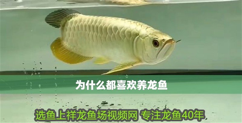 為什么都喜歡養(yǎng)龍魚