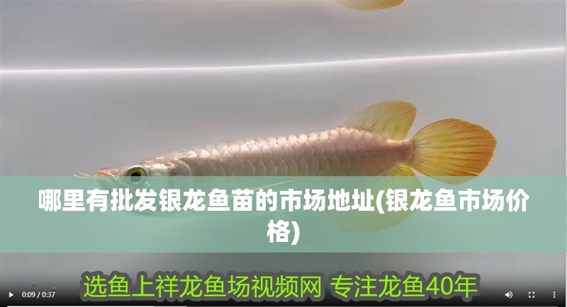 哪里有批發銀龍魚苗的市場地址(銀龍魚市場價格)