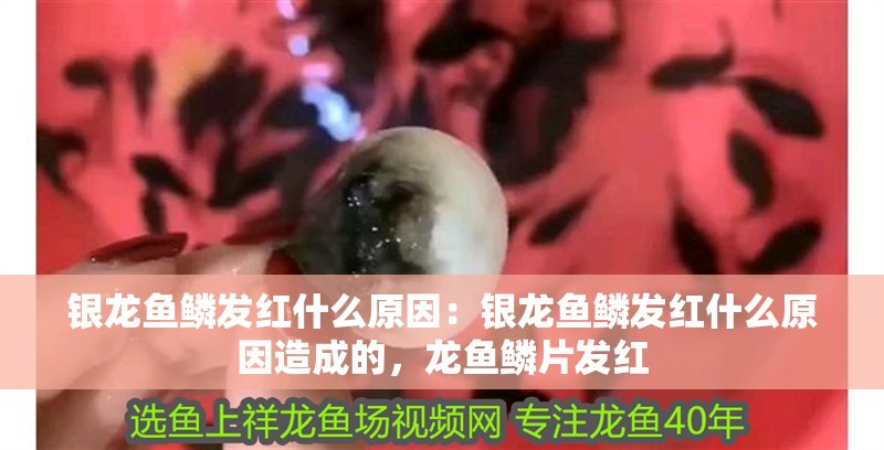 銀龍魚鱗發(fā)紅什么原因：銀龍魚鱗發(fā)紅什么原因造成的，龍魚鱗片發(fā)紅