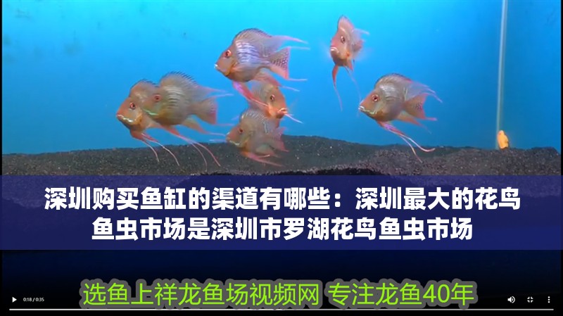 深圳購買魚缸的渠道有哪些：深圳最大的花鳥魚蟲市場是深圳市羅湖花鳥魚蟲市場