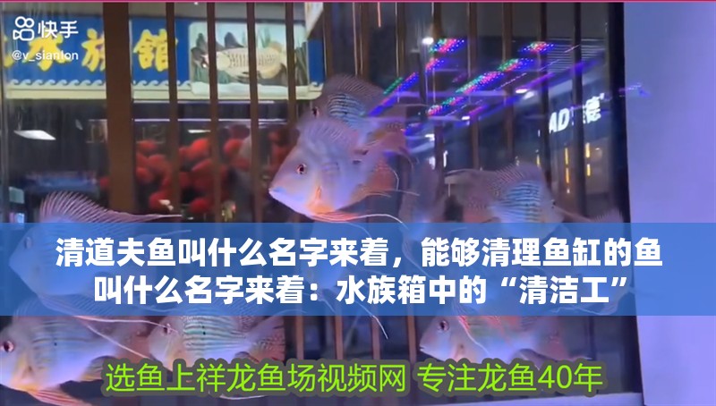 清道夫魚叫什么名字來著，能夠清理魚缸的魚叫什么名字來著：水族箱中的“清潔工”