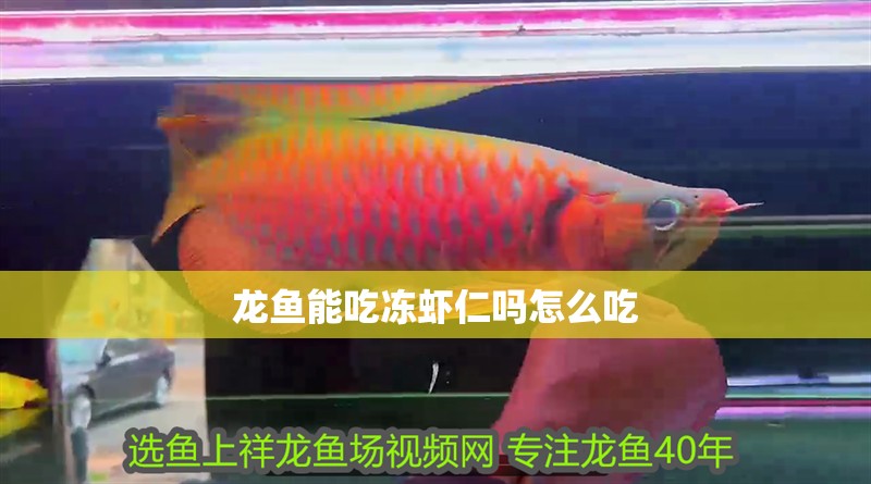 龍魚能吃凍蝦仁嗎怎么吃
