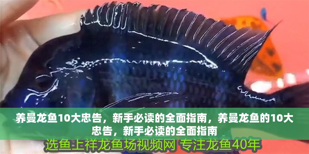 養曼龍魚10大忠告，新手必讀的全面指南，養曼龍魚的10大忠告，新手必讀的全面指南