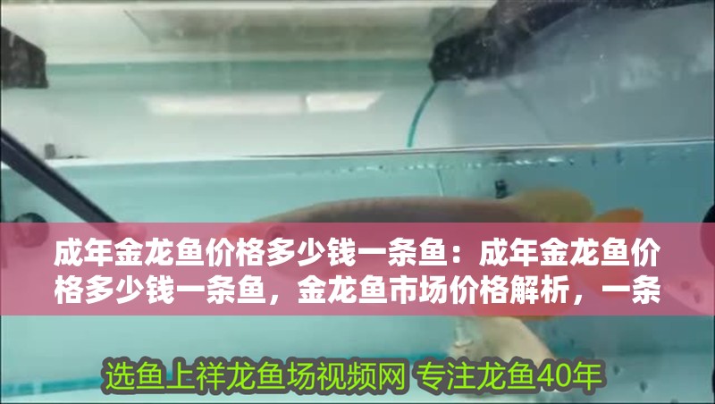 成年金龍魚價(jià)格多少錢一條魚：成年金龍魚價(jià)格多少錢一條魚，金龍魚市場(chǎng)價(jià)格解析，一條究竟多少錢