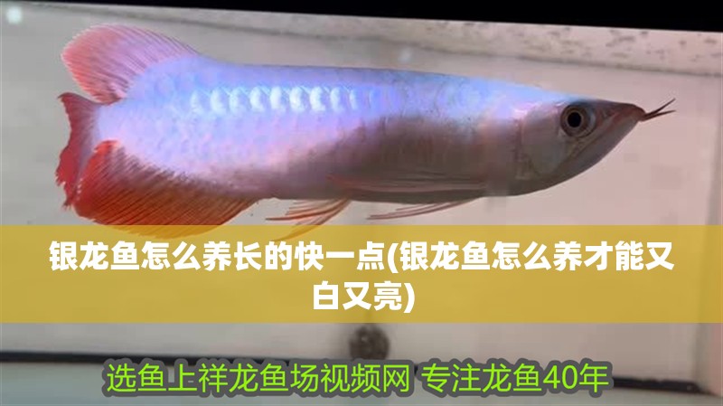 銀龍魚怎么養(yǎng)長的快一點(銀龍魚怎么養(yǎng)才能又白又亮)