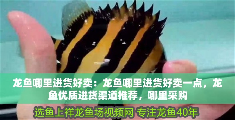 龍魚(yú)哪里進(jìn)貨好賣(mài)：龍魚(yú)哪里進(jìn)貨好賣(mài)一點(diǎn)，龍魚(yú)優(yōu)質(zhì)進(jìn)貨渠道推薦，哪里采購(gòu)
