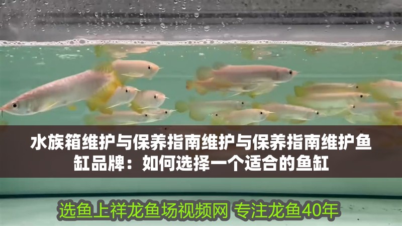 水族箱維護與保養指南維護與保養指南維護魚缸品牌：如何選擇一個適合的魚缸