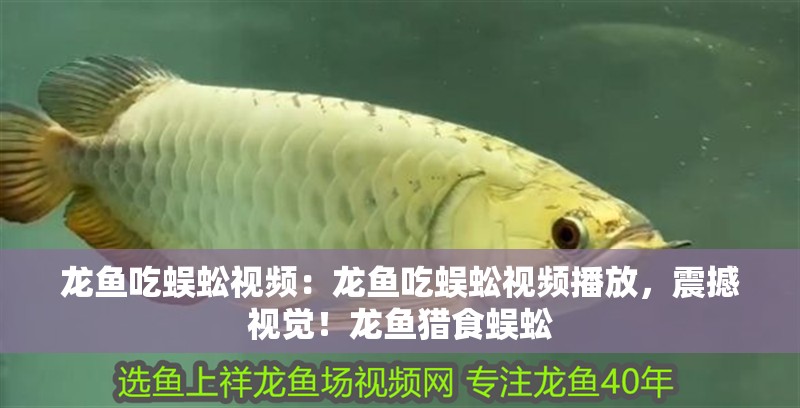 龍魚吃蜈蚣視頻:龍魚吃蜈蚣視頻播放,震撼視覺!龍魚獵食蜈蚣 水族問答 龍魚吃蜈蚣視頻:龍魚吃蜈蚣視頻播放,震撼視覺!龍魚獵食蜈蚣 龍魚吃蜈蚣視頻:龍魚吃蜈蚣視頻播放,震撼視覺!龍魚獵食蜈蚣 水族問答