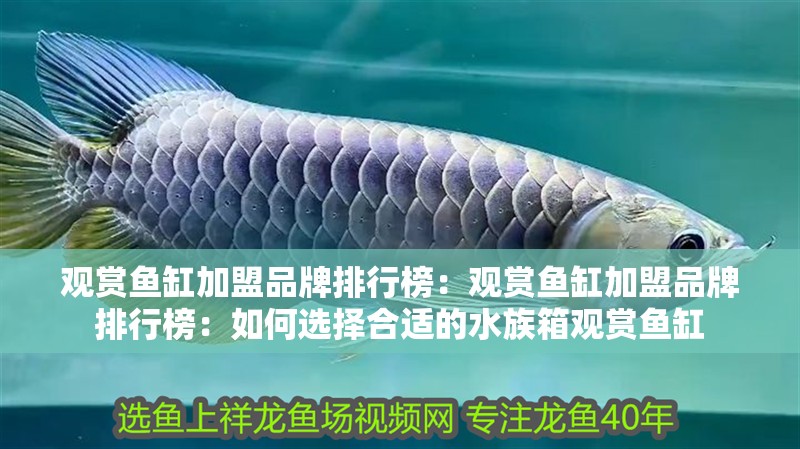 觀賞魚缸加盟品牌排行榜：觀賞魚缸加盟品牌排行榜：如何選擇合適的水族箱觀賞魚缸