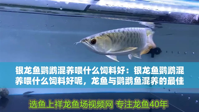 銀龍魚鸚鵡混養喂什么飼料好：銀龍魚鸚鵡混養喂什么飼料好呢，龍魚與鸚鵡魚混養的最佳飼料
