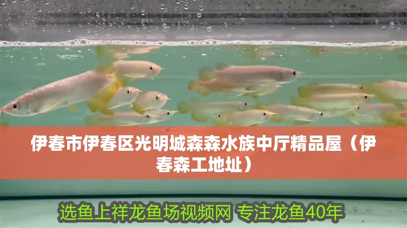 伊春市伊春區光明城森森水族中廳精品屋（伊春森工地址）