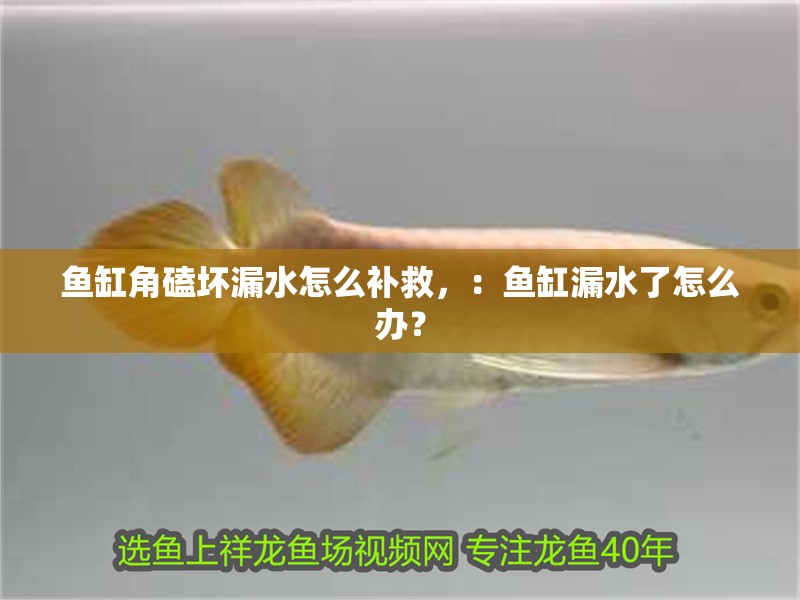 魚缸角磕壞漏水怎么補救，：魚缸漏水了怎么辦？