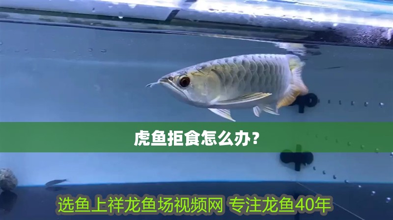 虎魚拒食怎么辦？