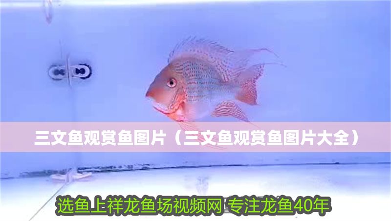 三文魚觀賞魚圖片（三文魚觀賞魚圖片大全）