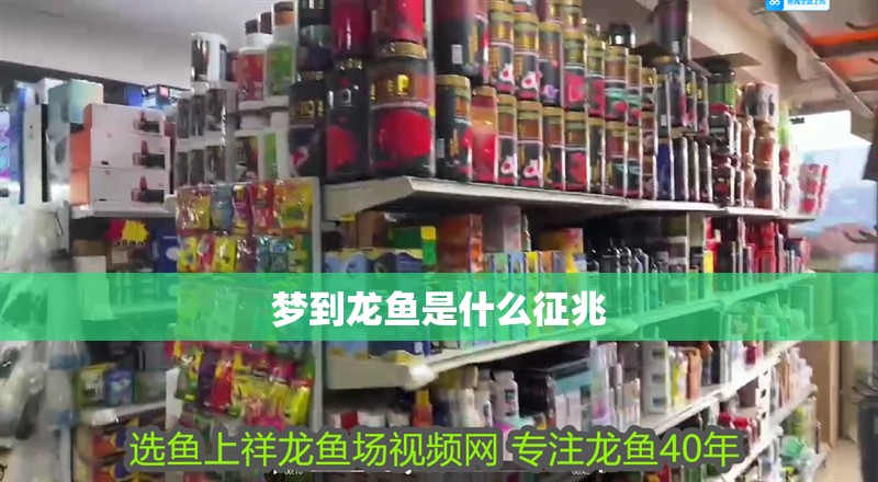 夢到龍魚是什么征兆