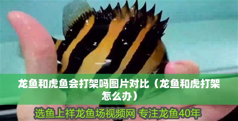 龍魚和虎魚會打架嗎圖片對比（龍魚和虎打架怎么辦） 龍魚和虎魚會打架嗎圖片對比（龍魚和虎打架怎么辦） 虎魚百科