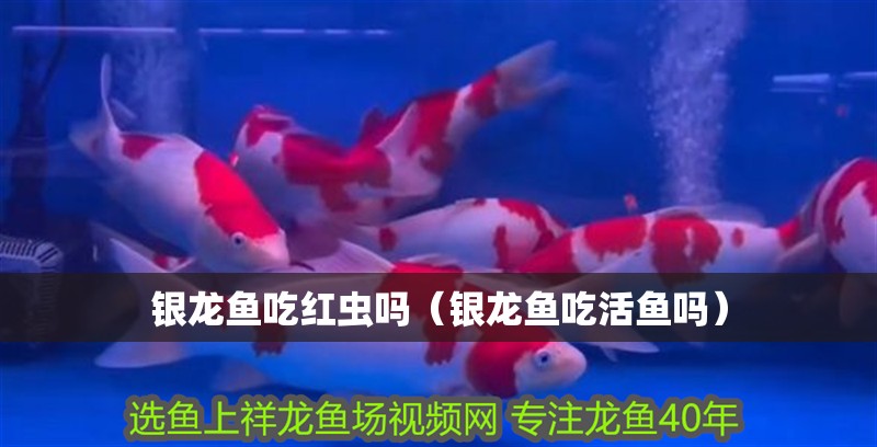 銀龍魚吃紅蟲嗎（銀龍魚吃活魚嗎）