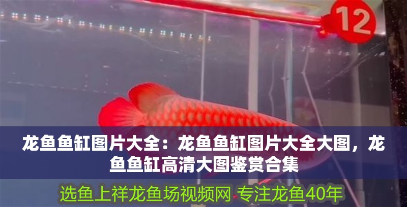 龍魚魚缸圖片大全：龍魚魚缸圖片大全大圖，龍魚魚缸高清大圖鑒賞合集