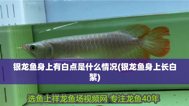 銀龍魚身上有白點是什么情況(銀龍魚身上長白絮)