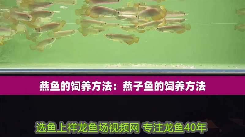 燕魚的飼養方法：燕子魚的飼養方法