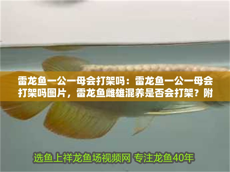雷龍魚一公一母會打架嗎：雷龍魚一公一母會打架嗎圖片，雷龍魚雌雄混養(yǎng)是否會打架？附相關(guān)圖片解析
