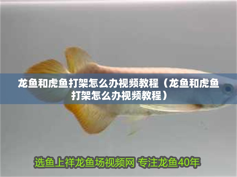 龍魚和虎魚打架怎么辦視頻教程（龍魚和虎魚打架怎么辦視頻教程）