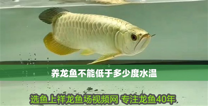 養龍魚不能低于多少度水溫