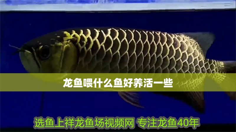 龍魚喂什么魚好養活一些