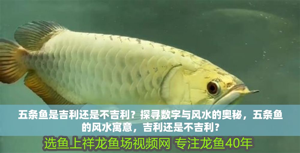 五條魚是吉利還是不吉利？探尋數字與風水的奧秘，五條魚的風水寓意，吉利還是不吉利？
