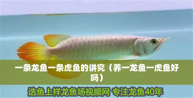 一條龍魚一條虎魚的講究（養(yǎng)一龍魚一虎魚好嗎）