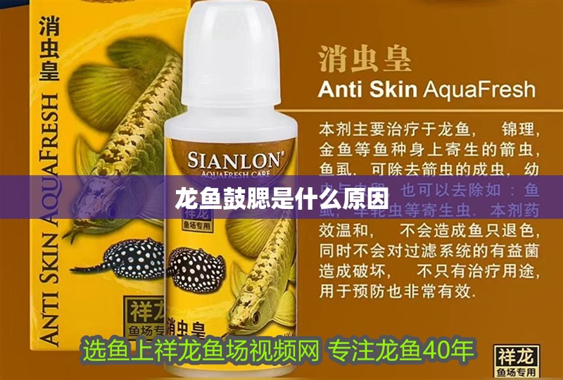 龍魚鼓腮是什么原因