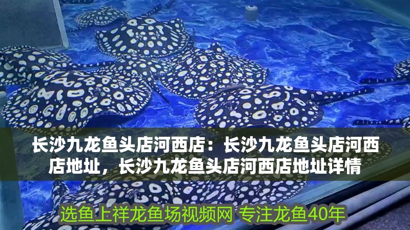 長沙九龍魚頭店河西店：長沙九龍魚頭店河西店地址，長沙九龍魚頭店河西店地址詳情