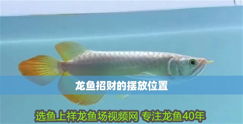 龍魚招財的擺放位置 龍魚招財的擺放位置 龍魚百科