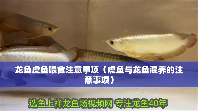 龍魚虎魚喂食注意事項(虎魚與龍魚混養(yǎng)的注意事項) 虎魚百科 龍魚虎魚喂食注意事項(虎魚與龍魚混養(yǎng)的注意事項) 龍魚虎魚喂食注意事項(虎魚與龍魚混養(yǎng)的注意事項) 虎魚百科