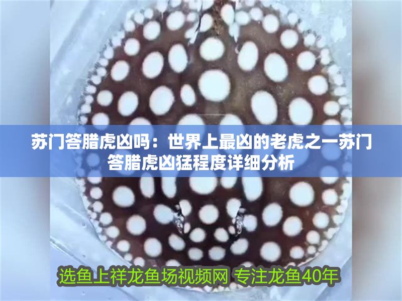 蘇門答臘虎兇嗎：世界上最兇的老虎之一蘇門答臘虎兇猛程度詳細(xì)分析