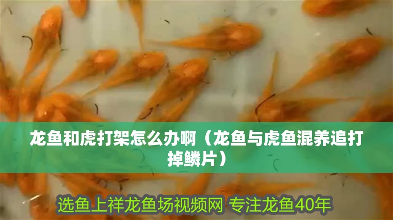 我的虎魚真菌感染了要怎么處理 龍魚和虎打架怎么辦啊(龍魚與虎魚混養追打掉鱗片) 虎魚百科 龍魚和虎打架怎么辦啊(龍魚與虎魚混養追打掉鱗片) 龍魚和虎打架怎么辦啊(龍魚與虎魚混養追打掉鱗片) 虎魚百科