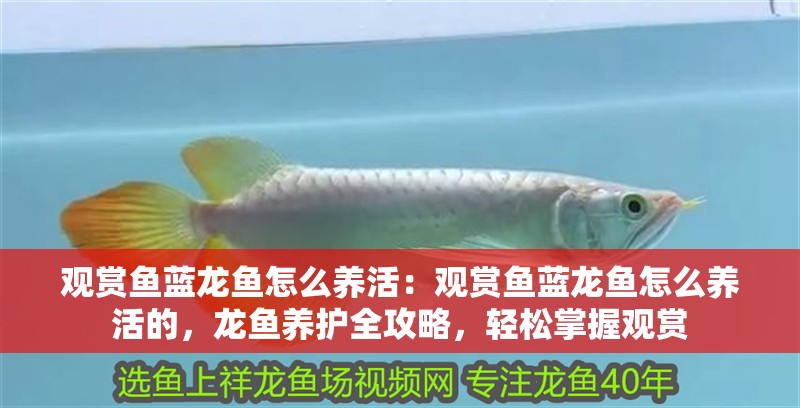 觀賞魚藍(lán)龍魚怎么養(yǎng)活：觀賞魚藍(lán)龍魚怎么養(yǎng)活的，龍魚養(yǎng)護(hù)全攻略，輕松掌握觀賞