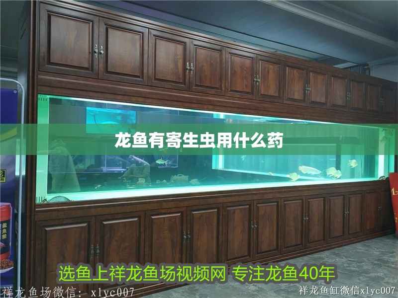 龍魚有寄生蟲用什么藥 龍魚有寄生蟲用什么藥 龍魚百科