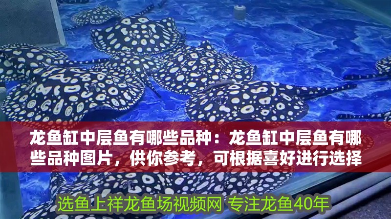 龍魚缸中層魚有哪些品種：龍魚缸中層魚有哪些品種圖片，供你參考，可根據(jù)喜好進行選擇，，揭秘龍魚缸中層魚的多元品種及精彩圖片，探尋龍魚缸中層魚品種全貌與對應圖片，聚焦龍魚缸中層魚，豐富品種+生動圖片