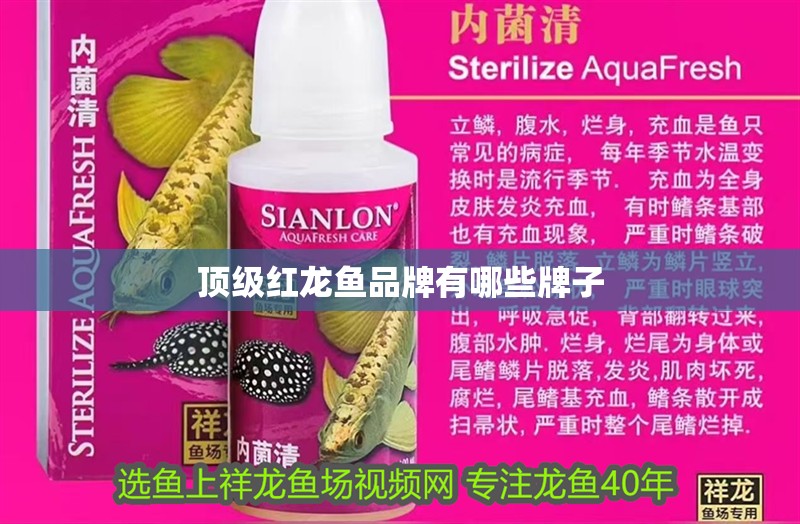 頂級紅龍魚品牌有哪些牌子