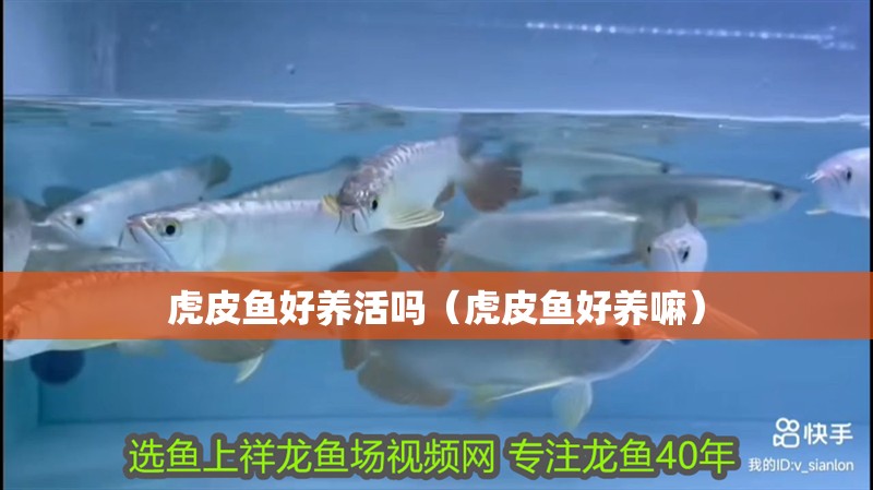 虎皮魚好養活嗎（虎皮魚好養嘛）