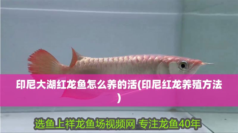 印尼大湖紅龍魚怎么養的活(印尼紅龍養殖方法)