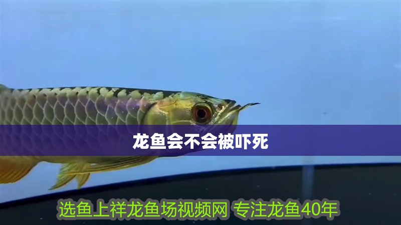 龍魚會不會被嚇死