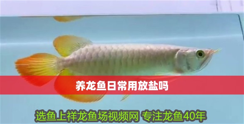 養龍魚日常用放鹽嗎