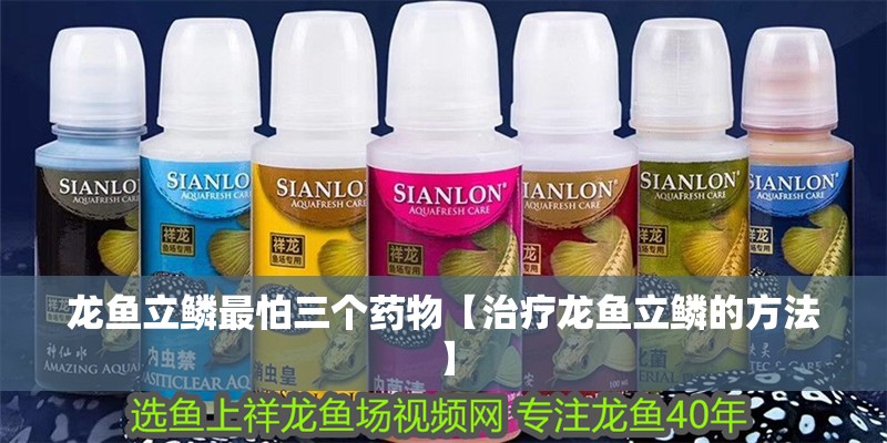 龍魚立鱗最怕三個藥物【治療龍魚立鱗的方法】