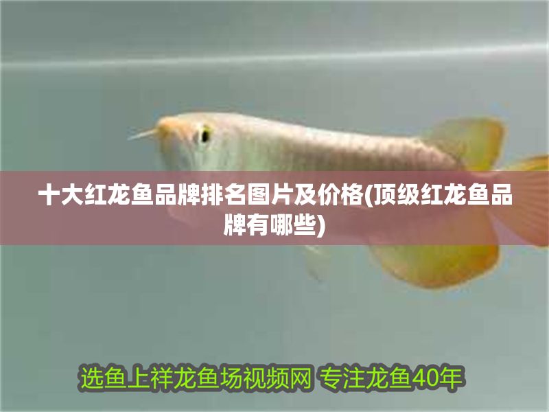 十大紅龍魚品牌排名圖片及價格(頂級紅龍魚品牌有哪些)