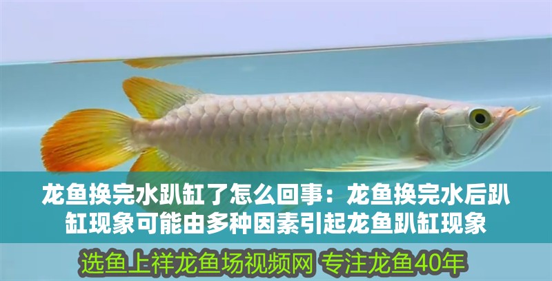 龍魚(yú)換完水趴缸了怎么回事：龍魚(yú)換完水后趴缸現(xiàn)象可能由多種因素引起龍魚(yú)趴缸現(xiàn)象