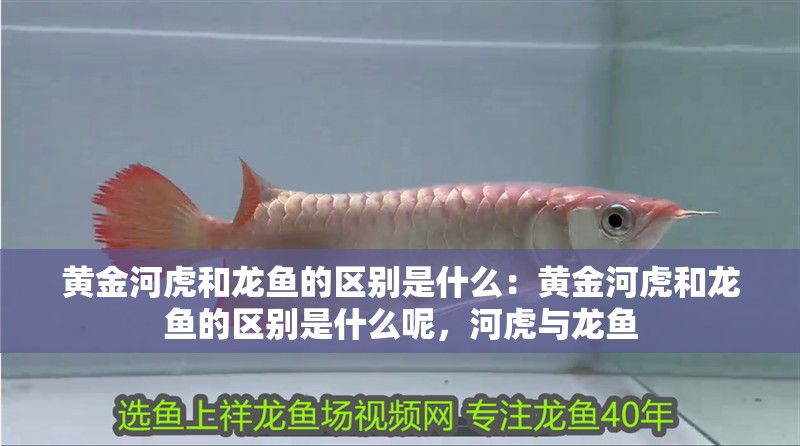 黃金河虎和龍魚的區別是什么：黃金河虎和龍魚的區別是什么呢，河虎與龍魚 黃金河虎和龍魚的區別是什么：黃金河虎和龍魚的區別是什么呢，河虎與龍魚 水族問答